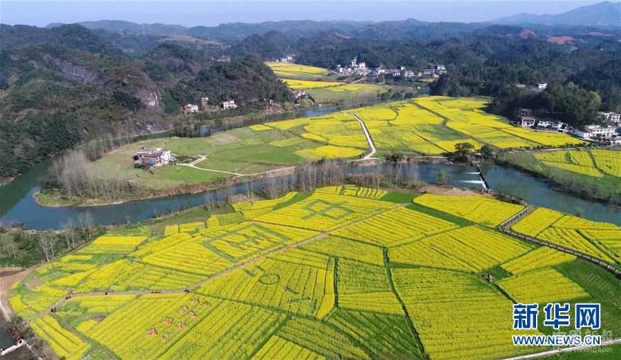 赣西大地 油菜花开