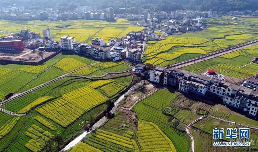 赣西大地 油菜花开