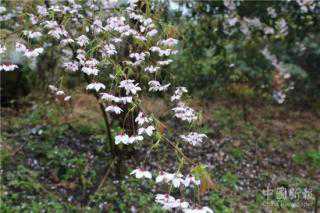 周雪辉：龙源湖里赏樱花