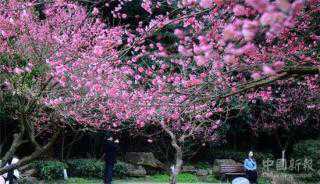 长沙：800亩樱花绽放 吸引不少游客拍照