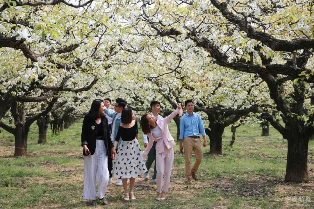 中国•江苏省丰县第20届梨花节开幕0