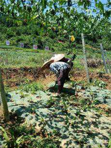 贵州黄平：示范园上的“爱情”  瓜蒌爱上了白芨