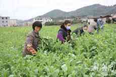 湖南：疫情防控中提稳”菜篮子”