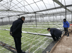 湖南隆回:  荷香桥镇烤烟苗长势良好