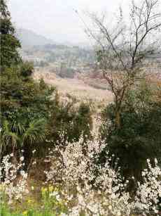 贵州总溪河畔近十万亩玛瑙红樱桃花开了