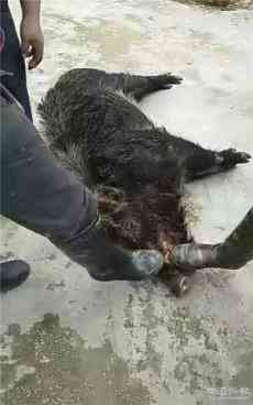 一头野猪潜入贵州麻江小山村咬伤三位村民后被打死 