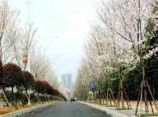 永州市中心城区百花齐放  一片春的景色