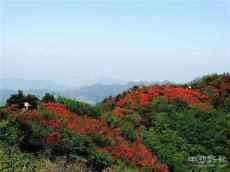 湖南新邵县迎光：一重花海一重景  重重花海醉春风