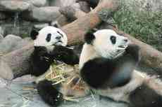因疫情吃不到新鲜竹子 旅加大熊猫将提前两年归国