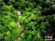 探访广东陆河南万红锥林省级自然保护区