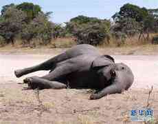 博茨瓦纳3个月内275头大象离奇死亡