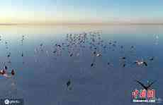 火烈鸟漫步土耳其图兹湖