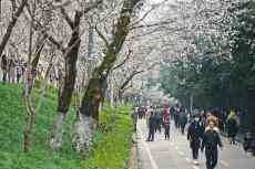 武汉大学对社会公众开放赏樱