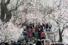 北京：颐和园桃花盛开美景如画