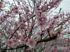 休宁县月潭湖镇：雾里看花花满路