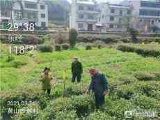 休宁县月潭湖镇：保险为茶业保驾护航