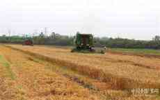 安徽庐江：50万亩小麦开镰收割