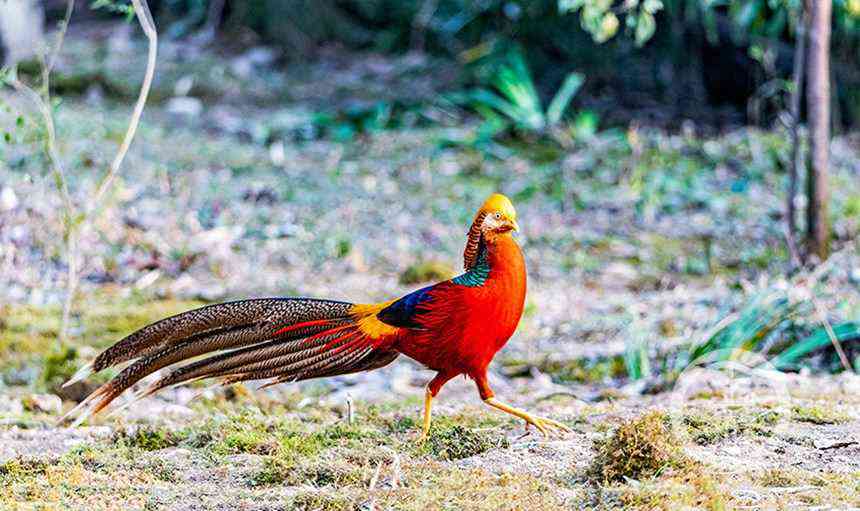 红腹角雉雄鸟在金佛山自然保护区闲庭信步。瞿明斌摄