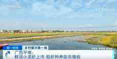 广西平南：鲜活小龙虾上市 稻虾种养助农增收