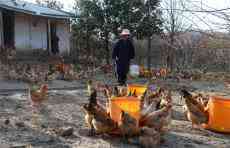 安徽庐江：有机生态鸡 品质俏四方