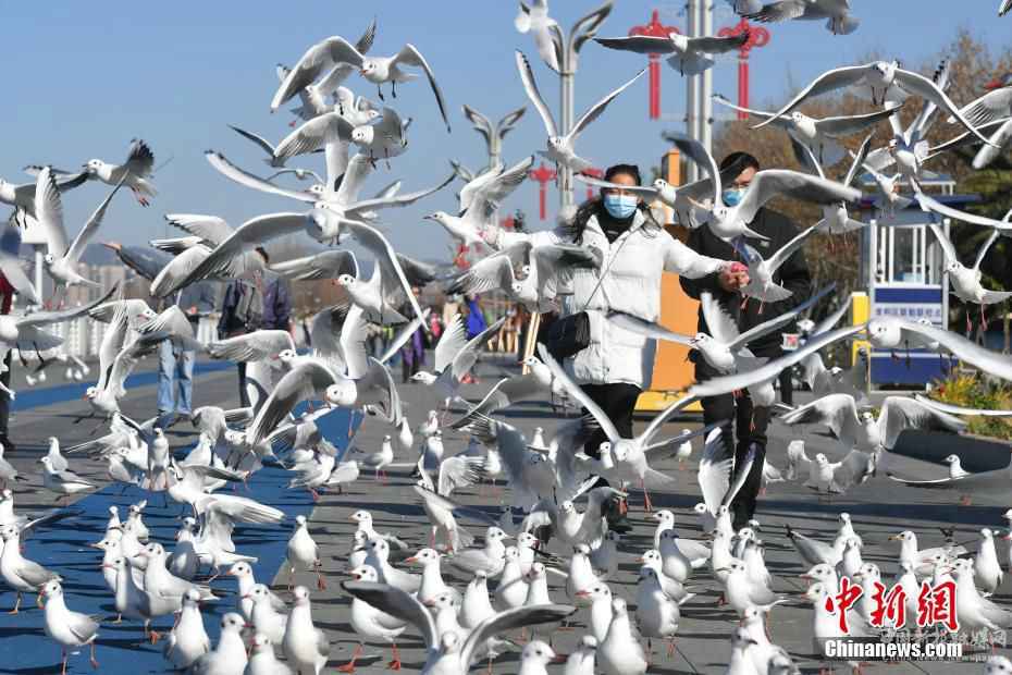 昆明进入最佳观鸥季