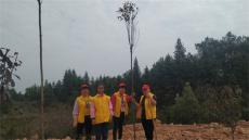 长沙县：义务植树造林，助力乡村振兴