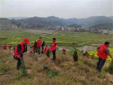 湖南武冈市荆竹铺镇镇义务植树为大地添新绿