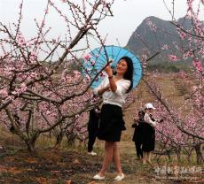 安徽庐江：岱鳌山下桃花艳