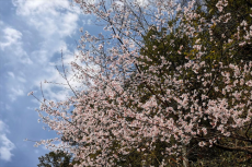 安徽休宁：山花烂漫开 春景美如画