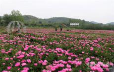 安徽庐江：“醉”美芍药秀芳菲