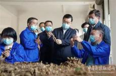 张庆伟娄底新化调研：走进百芝秀灵芝扶贫车间