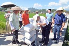 隆回县再生稻高产示范亩产达830.8公斤