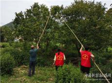 安徽庐江：科技板栗 助农增收