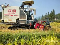 隆回县七江镇六万余亩超级中稻喜获丰收