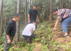 休宁县鹤城：外出“取经”谋划林下生“金”