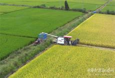 安徽庐江：收割优质稻