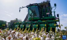 我国最大产棉区新疆进入棉花采收期