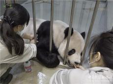 赠台大熊猫“团团”病情恶化 园方：将以舒缓照护方式照顾