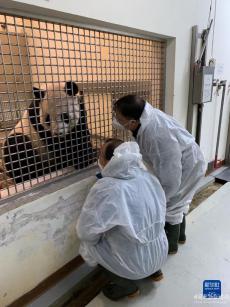 大陆专家：赠台大熊猫“团团”身体状况逐渐向好