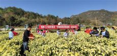 休宁海阳二小教育集团开展“学陶师陶研陶做陶”实践活动