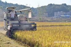隆回再生稻两季平均亩产1378.6公斤创湖南省高产纪录
