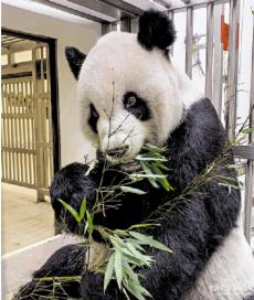 ﻿赠台大熊猫“团团”身体状况好转