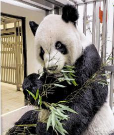 ﻿赠台大熊猫“团团”身体状况好转
