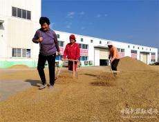 安徽庐江：优质稻米市场俏