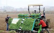 湖南邵东：油菜种植实现全程机械化 产量效益双提升