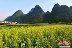 贵州兴义：冬日里的万峰林油菜花开犹如金海