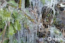 北方多地降温明显 东北将迎今冬以来最强降雪