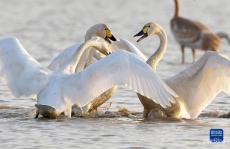 鄱阳湖畔的“候鸟乐园”