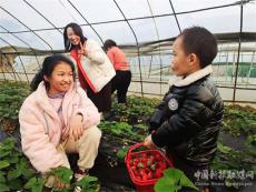 湖南新田：欧国生种出“莓”好生活