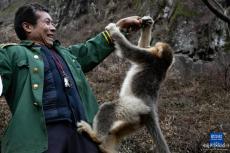 川金丝猴的守护人